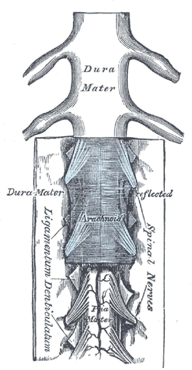 Coronal view of the brain showing the Arachnoid mater and neighboring anatomical structures.