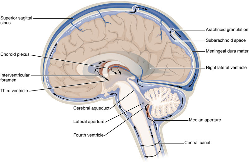 3D rendering of ventricles (lateral and anterior views).