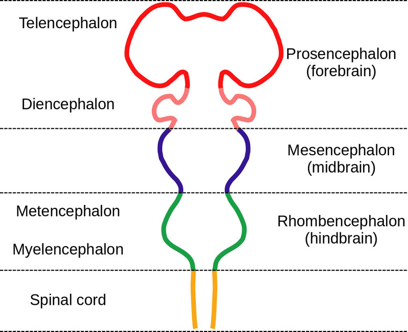 Surface of the cerebrum