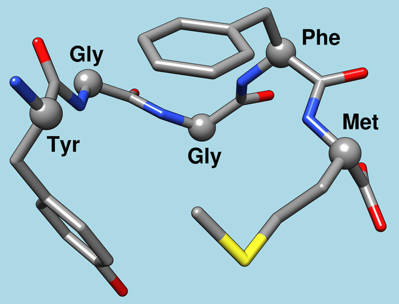 Structure of Met-enkephalin