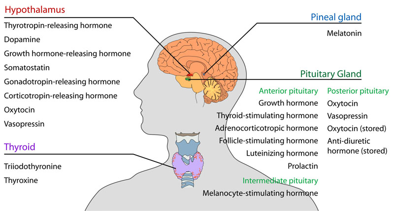 Alimentary system