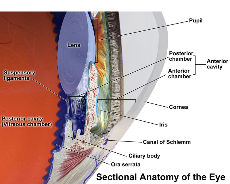 Anterior part of human eye, with anterior chamber at right.