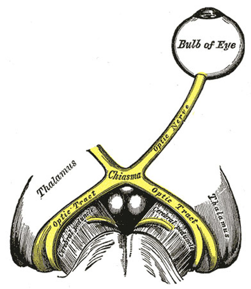 Retinal in chromophore