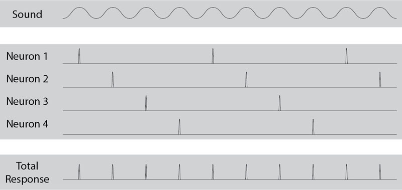 The human ear and frequency mapping in the cochlea. The three ossicles incus, malleus, and stapes transmit airborne vibration from the tympanic membrane to the oval window at the base of the cochlea. Because of the mechanical properties of the basilar membrane within the snail-shaped cochlea, high frequencies will produce a vibration peak near the oval window, whereas low frequencies will stimulate receptors near the apex of the cochlea (locations for three frequencies indicated schematically). Information from the cochlear receptor cells is transmitted to the cochlear nuclei via the 8th cranial nerve, and on through the midbrain to the cortex.