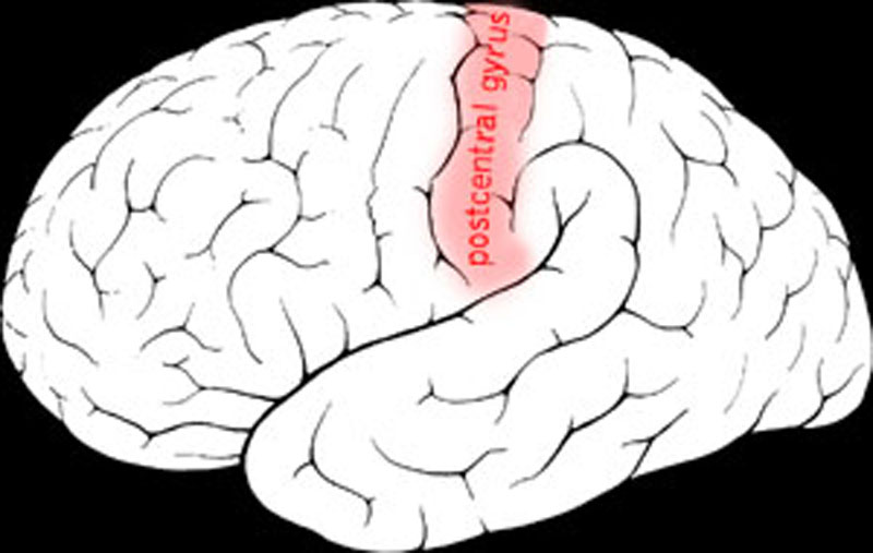 Different areas of the body have receptive fields of different sizes, giving some better resolution in two-point discrimination. The tongue and finger pads have very high resolution, while the back has very low. This is illustrated as the distance where the two points can be felt as separate (given in mm).