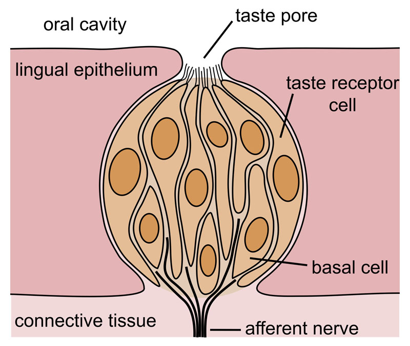 Taste bud