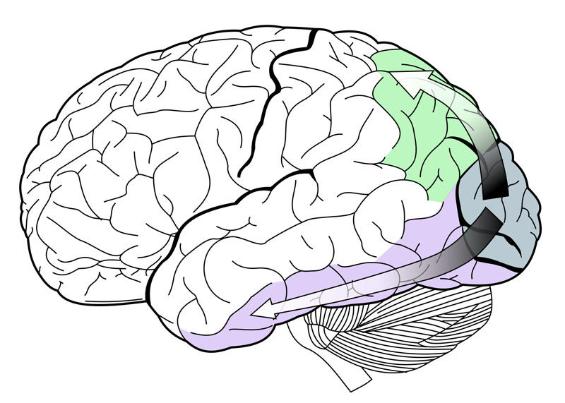 Baddeley and Hitch's Working Memory Model