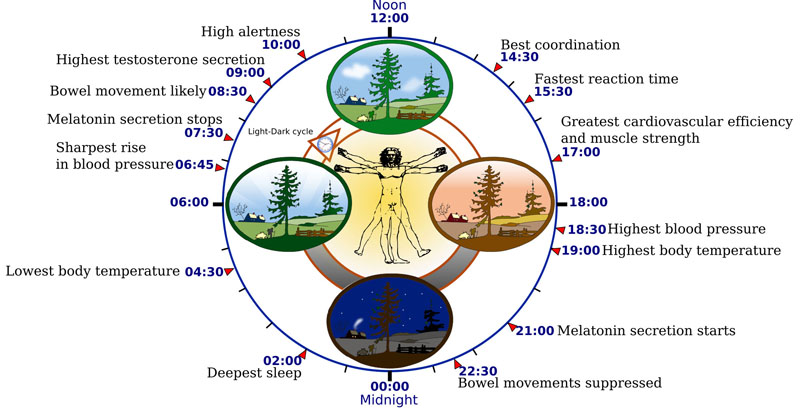 Pituitary and Pineal Glands