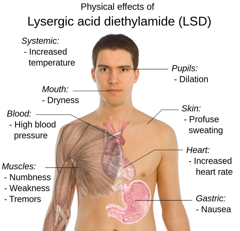 Possible physical effects of lysergic acid diethylamide (LSD).