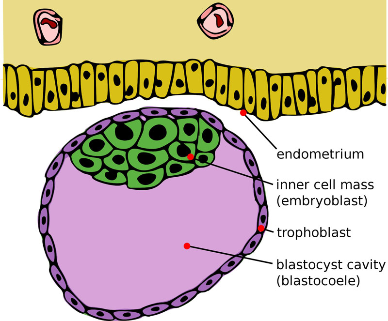 Blastocyst just before implantation