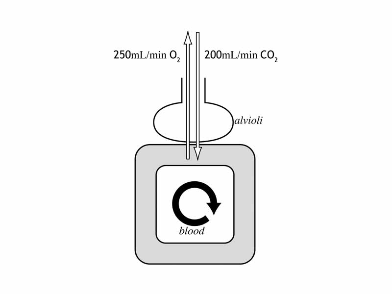 Gas transfer in alveoli