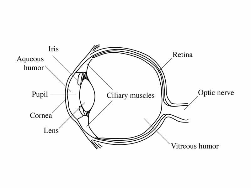 The human eye