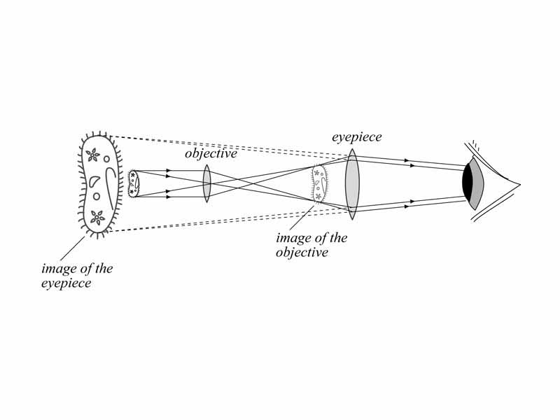 Compound microscope