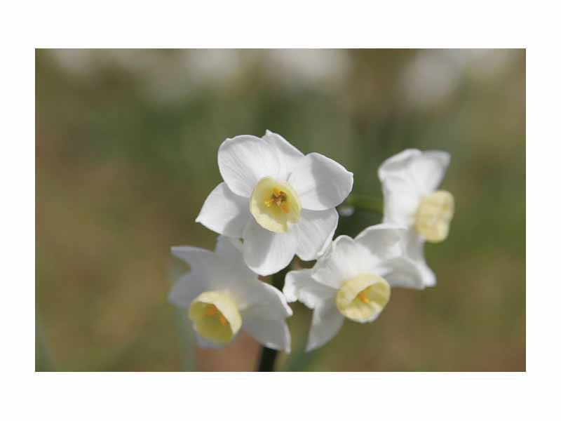 Jonquil flowers shot at a fairly high aperture, f/5