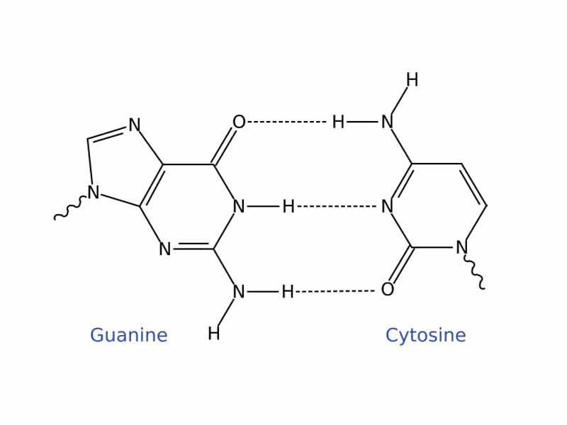 Guanine/Cytosine Watson and Crick base pair.