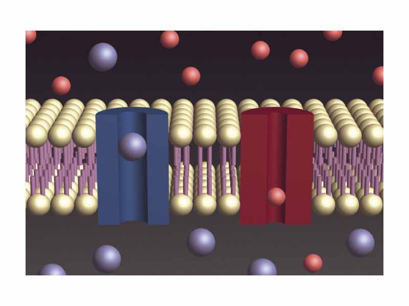 Calculating membrane potential is a good example where concentration cells are used in biology to understanding cellular metabolism such as the Na+(red) K+(blue), or sodium-potassium pump.