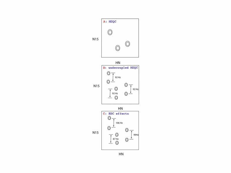 Panel C depicts the effect of N-H residual dipolar coupling on undecoupled HSQC spectrum. A: no splitting, B: J-splitting, C: JD-splitting