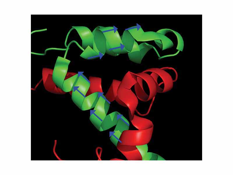 The blue arrows represent the orientation of the N - H bond of selected peptide bonds. By determining the orientation of a sufficient amount of bonds relative to the external magnetic field, the structure of the protein can be determined.