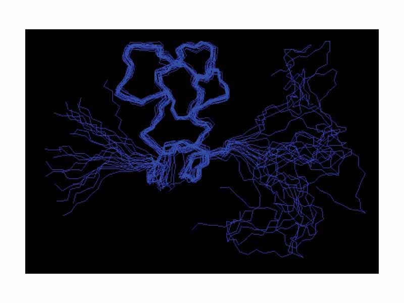 Nuclear magnetic resonance structure determination generates an ensemble of structures. The structures will only converge if the data is sufficient to dictate a specific fold. In these structures, it is only the case for a part of the structure. From PDB 1SSU.