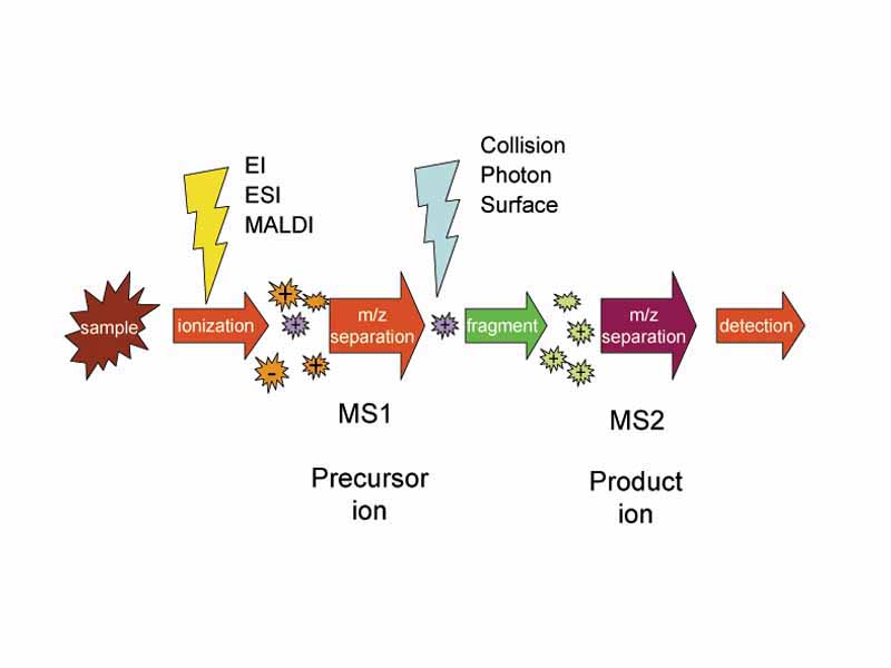 Schematic of tandem mass spectrometry