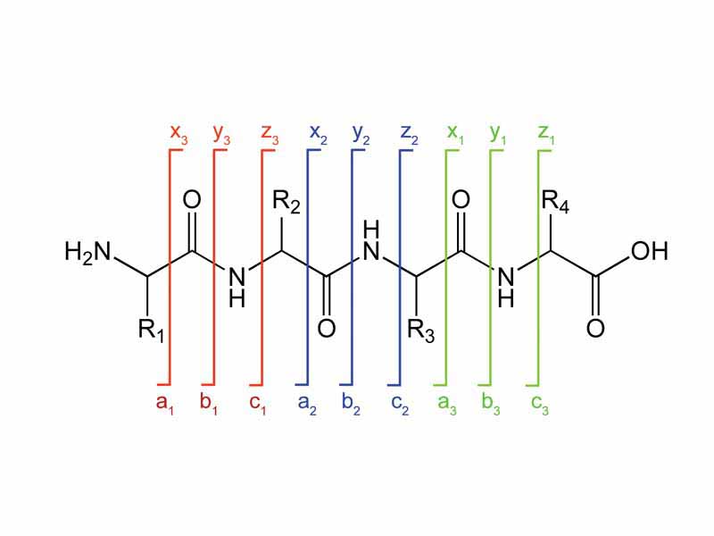 Peptide fragmentation notation using the scheme of Roepstorff and Fohlman