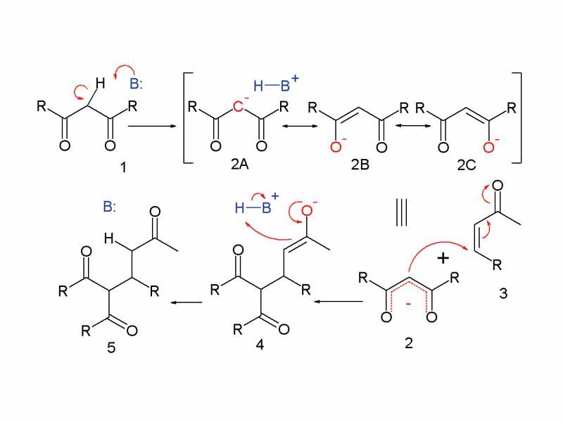 Michael Addition reaction mechanism