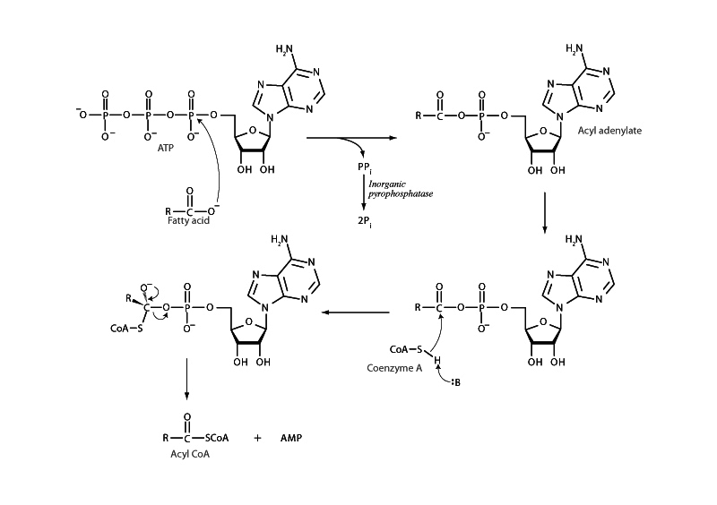 Acyl Coa Synthetase.
 