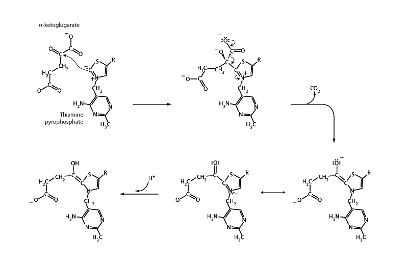 Alpha ketoglutarate dehydroenase.