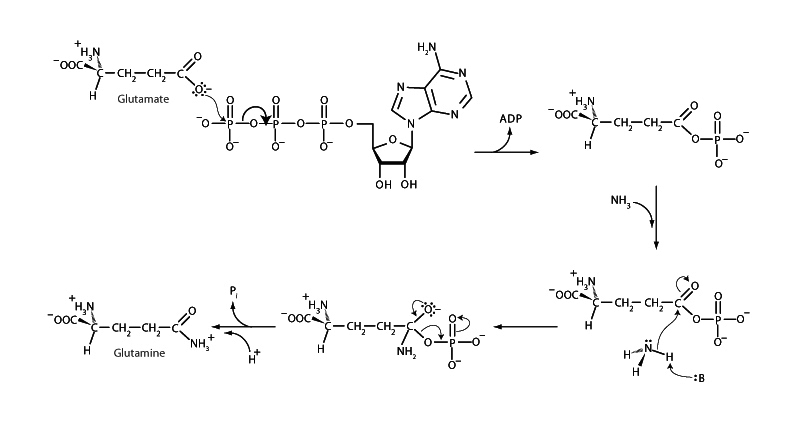 Glutamine Synthetase
 