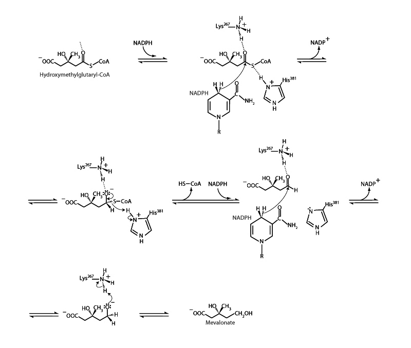 HmG CoA reductase 1
 