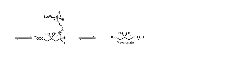 HMG CoA reductase
 