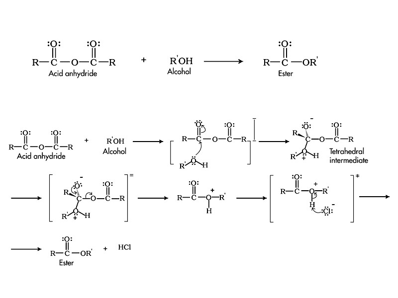 Esterification of acid anhydrides.