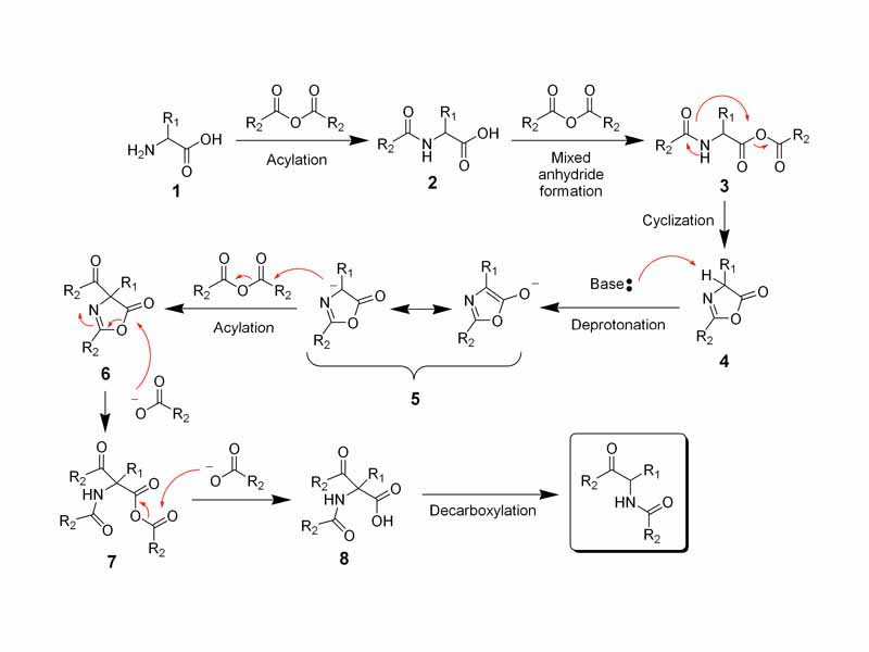 Mechanism of the Dakin-West reaction