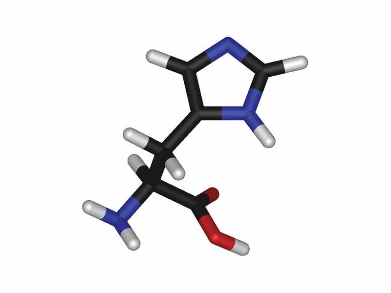 L-histidine - stick model