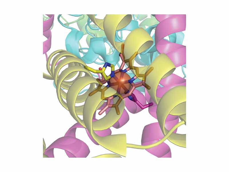 The histidine bound heme group of succinate dehydrogenase, an electron carrier in the mitochondrial electron transfer chain. The large semi-transparent sphere indicates the location of the iron ion.