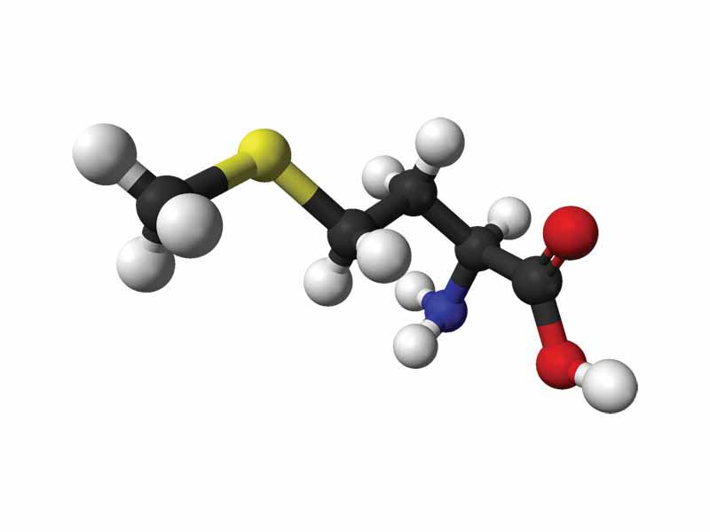 L-methionine - stick model