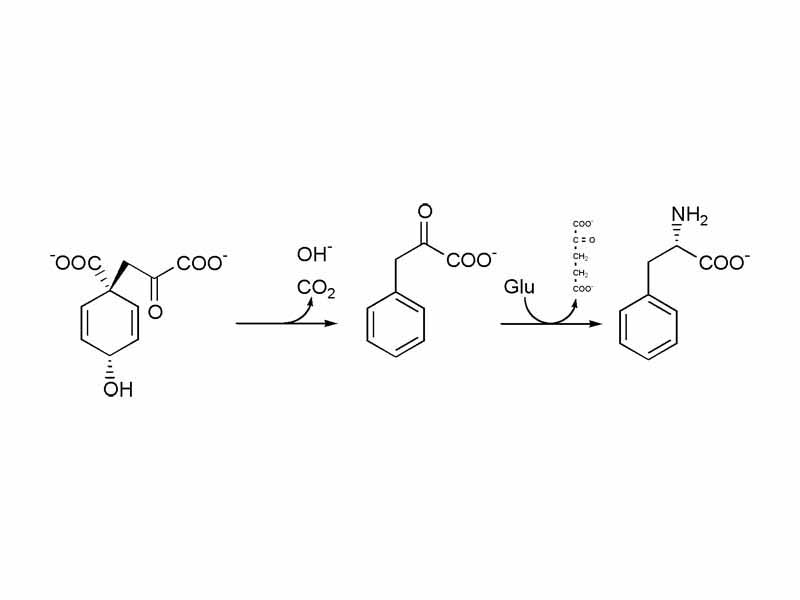 Biosynthesis of phenylalanine. Prephenate is decarboxylated with loss of hydroxyl to form phenylpyruvate. This is transaminated to phenylalanine, with glutamate as the nitrogen source.