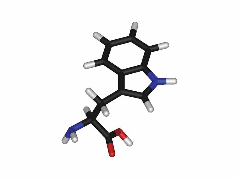 L-tryptophan - stick model