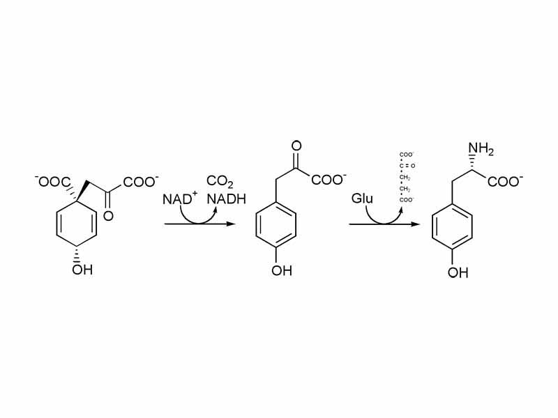 Biosynthesis of tyrosine. Prephenate is oxidatively decarboxylated to p-hydroxyphenylpyruvate, which is transaminated to tyrosine with glutamate as the nitrogen source.