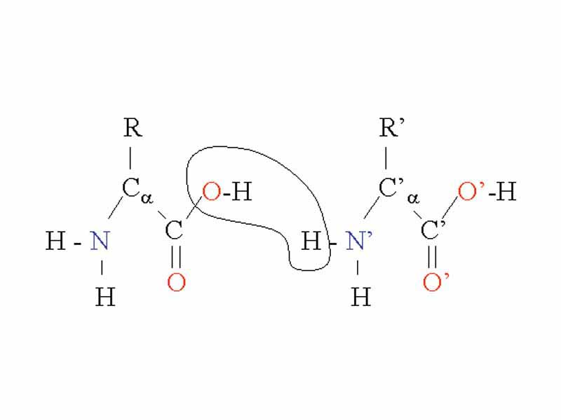 Two amino acids