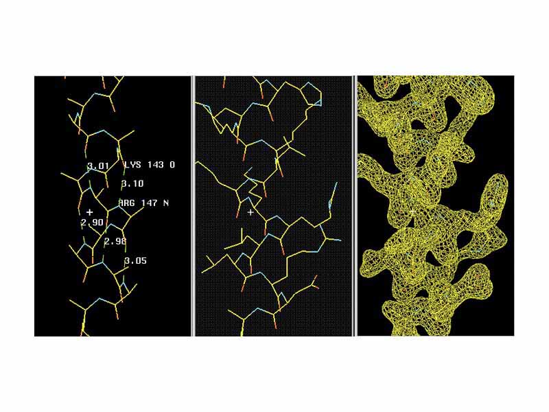 The left panel shows the hydrogen bonding in an actual ?-helix backbone. Note that the nth residue O (Lys 153) bonds to the (n+4)th following residue's N (Arg 147). The actual values of some displayed H-bond distances give you some idea about the variations to expect within a helix. The center panel includes the side chains which were omitted in the left panel for clarity. You see the side chains pointing towards the N-terminal of the chain (lower residue numbers) and thus it is usually possible to determine the direction of the helix quite well during initial model building. A 0.2 nm electron density is shown in the right panel