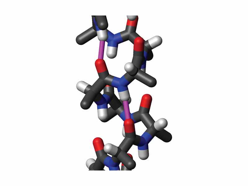 Side view of an ?-helix of alanine residues in atomic detail. Two hydrogen bonds to the same peptide group are highlighted in magenta; the oxygen-hydrogen distance is 2.08 Å (208 pm). The protein chain runs upwards, i.e., its N-terminus is at the bottom and its C-terminus at the top of the figure. Note that the sidechains point slightly downwards, i.e., towards the N-terminus.