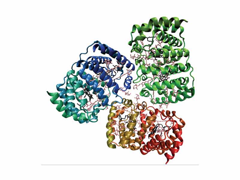 A trimer of the peridinin-chlorophyll-containing protein from the dinoflagellate Amphidinium carterae illustrating the alpha solenoid fold. Bound peridinin pigments are shown in pink and chlorophyll in black.