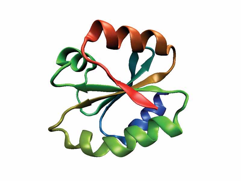 One molecule of human thioredoxin (PDB ID 1ERT), a canonical example of the thioredoxin fold class.