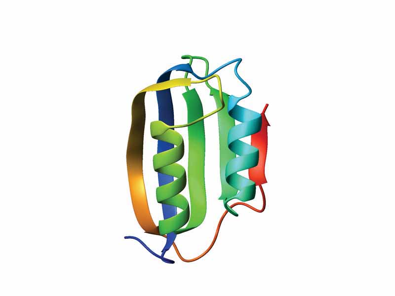 Ferredoxin fold - Ribbon diagram of acylphosphatase (PDB accession code 2ACY), which adopts a ferredoxin fold with an extra ?-strand at the C-terminus (shown in red). The ribbon is colored from blue (N-terminus) to red (C-terminus).