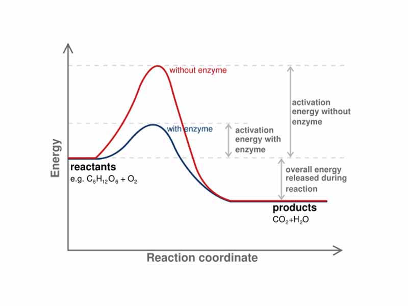 Diagram of a catalytic reaction, showing the energy niveau at each stage of the reaction. The substrates usually need a large amount of energy to reach the transition state, which then decays into the end product. The enzyme stabilizes the transition state, reducing the energy needed to form this species and thus reducing the energy required to form products.