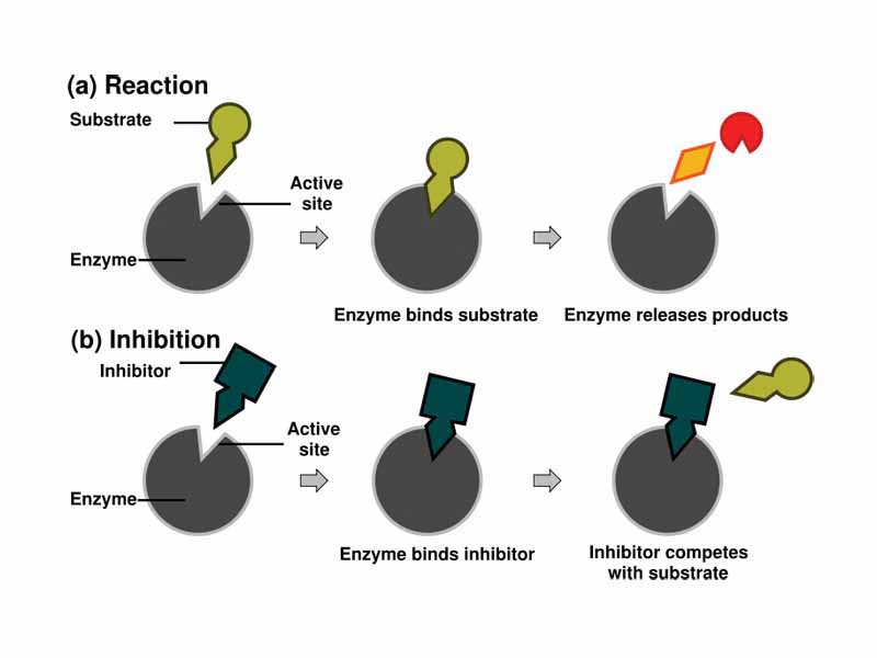 Competitive inhibitors bind reversibly to the enzyme, preventing the binding of substrate. On the other hand, binding of substrate prevents binding of the inhibitor. Substrate and inhibitor compete for the enzyme.