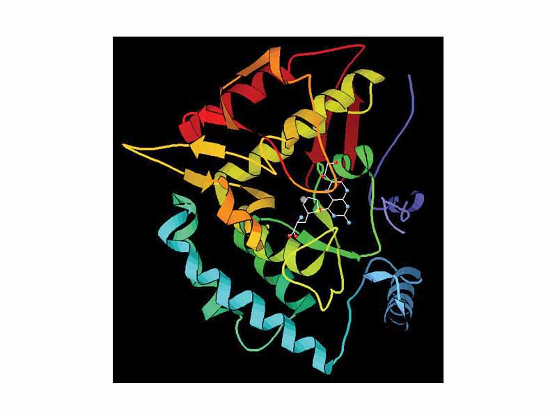 Phenylalanine hydroxylase. Created from PDB 1KW0