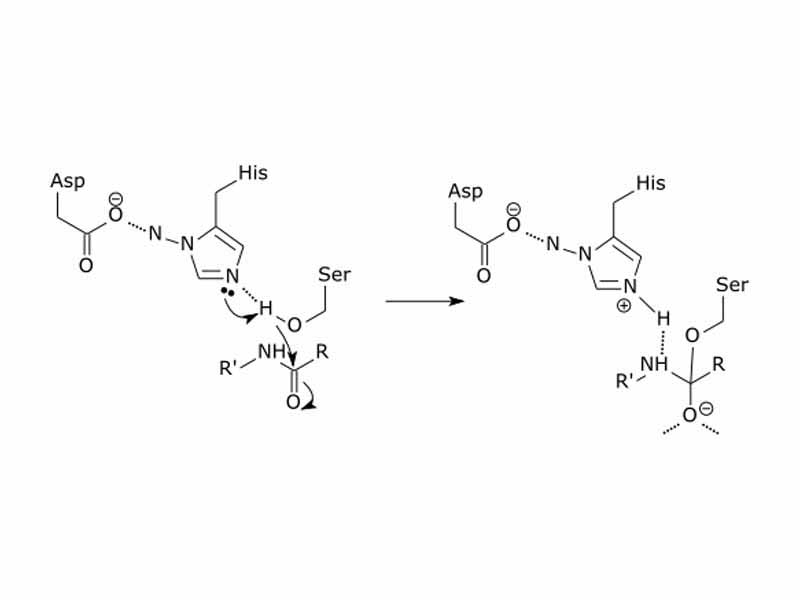 Serine protease catalytic mechanism.  The initial step of the serine protease catalytic mechanism involves the histidine of the active site accepting a proton from the serine residue. This prepares the serine as a nucleophile to attack the amide bond of the substrate. This mechanism includes donation of a proton from serine (a base, pKa 14) to histidine (an acid, pKa 6), made possible due to the local environment of the bases.