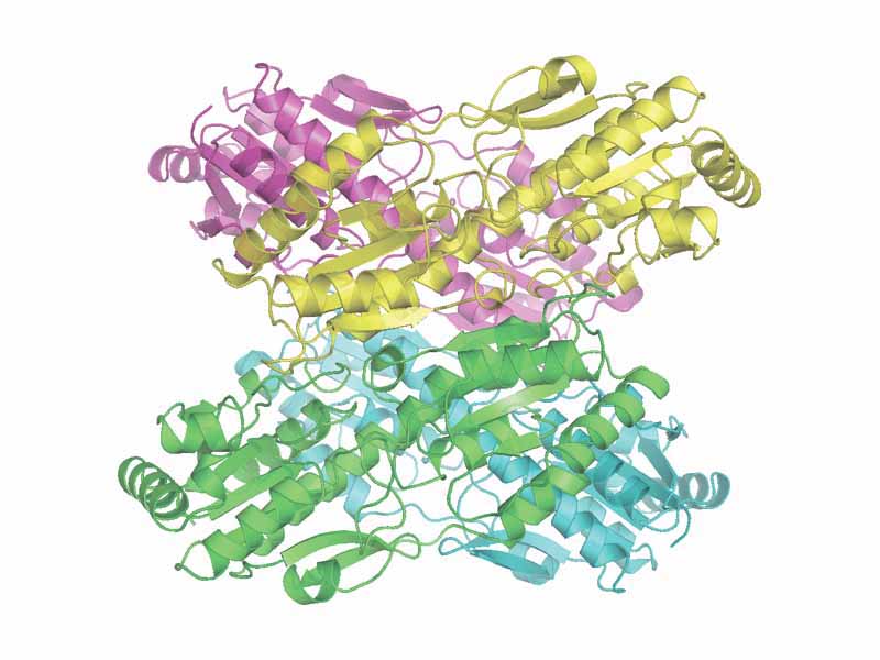 Bacillus stearothermophilus phosphofructokinase. PDB 6PFK